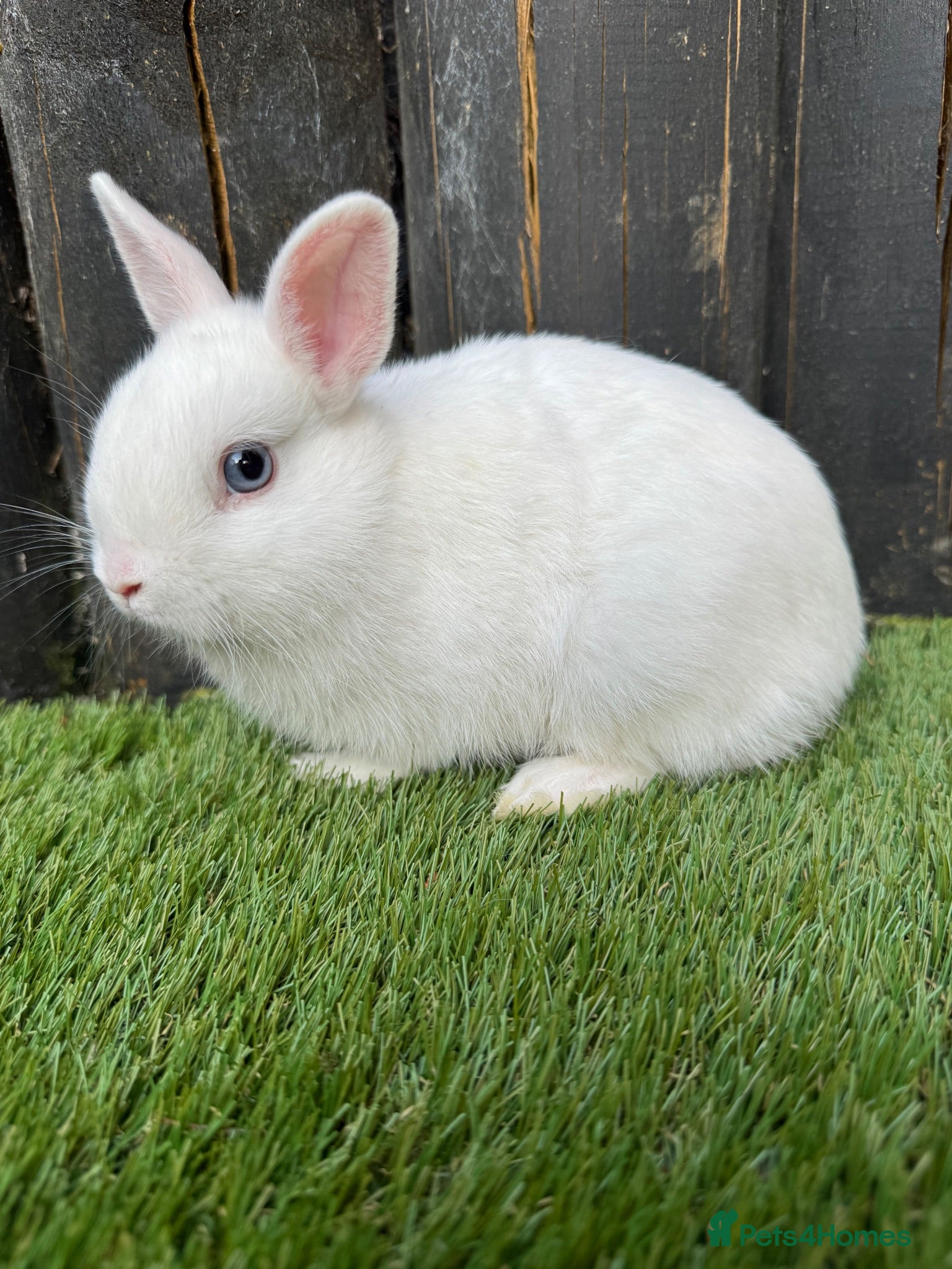Netherland Dwarf rabbits Gorgeous Netherland Dwarf  - Advert 1