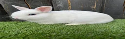 Netherland Dwarf rabbits for sale: Gorgeous Netherland Dwarf  - Advert 1