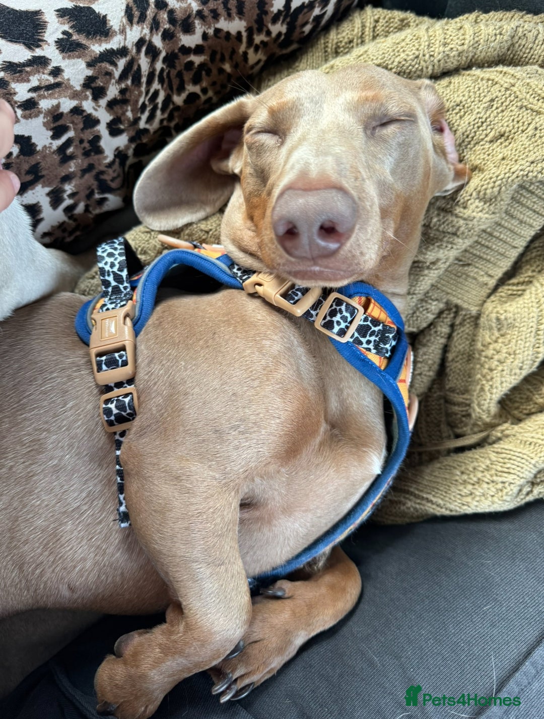 Miniature Dachshund dogs for stud: Isabella miniature dachshund (stud) - Advert 5