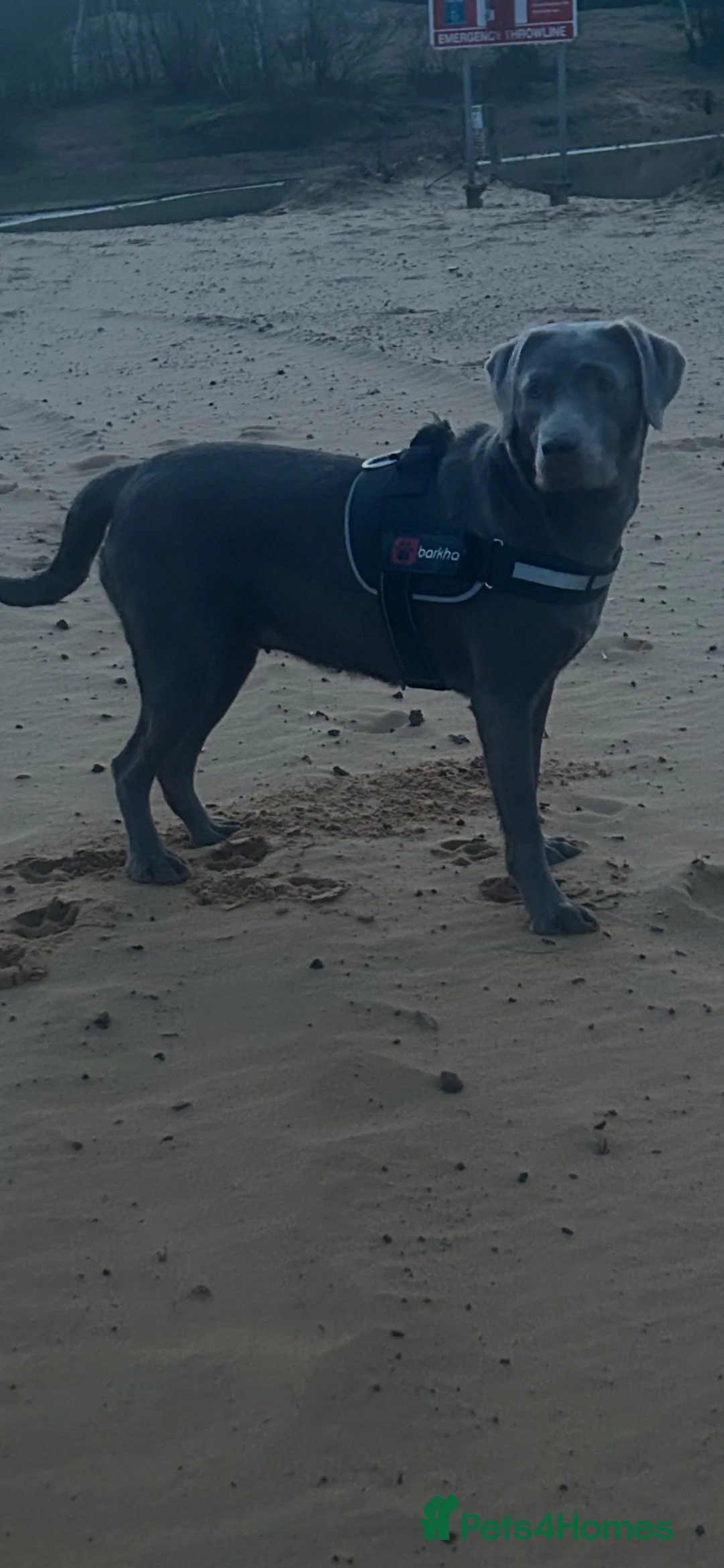 Labrador Retriever dogs for sale:  KC Silver Labrador Retriever  - Advert 9