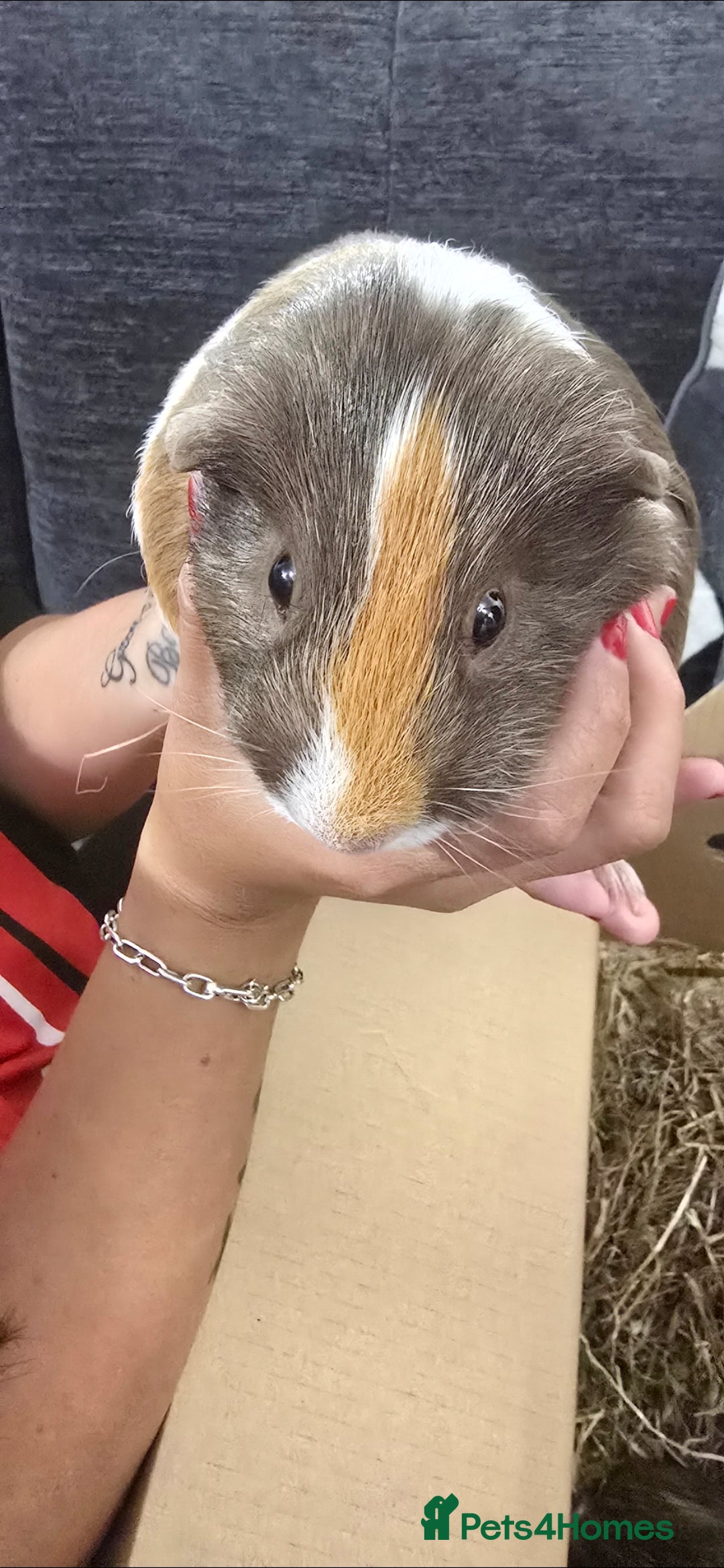 Guinea Pig rodents for sale: Guinea pig - Advert 7