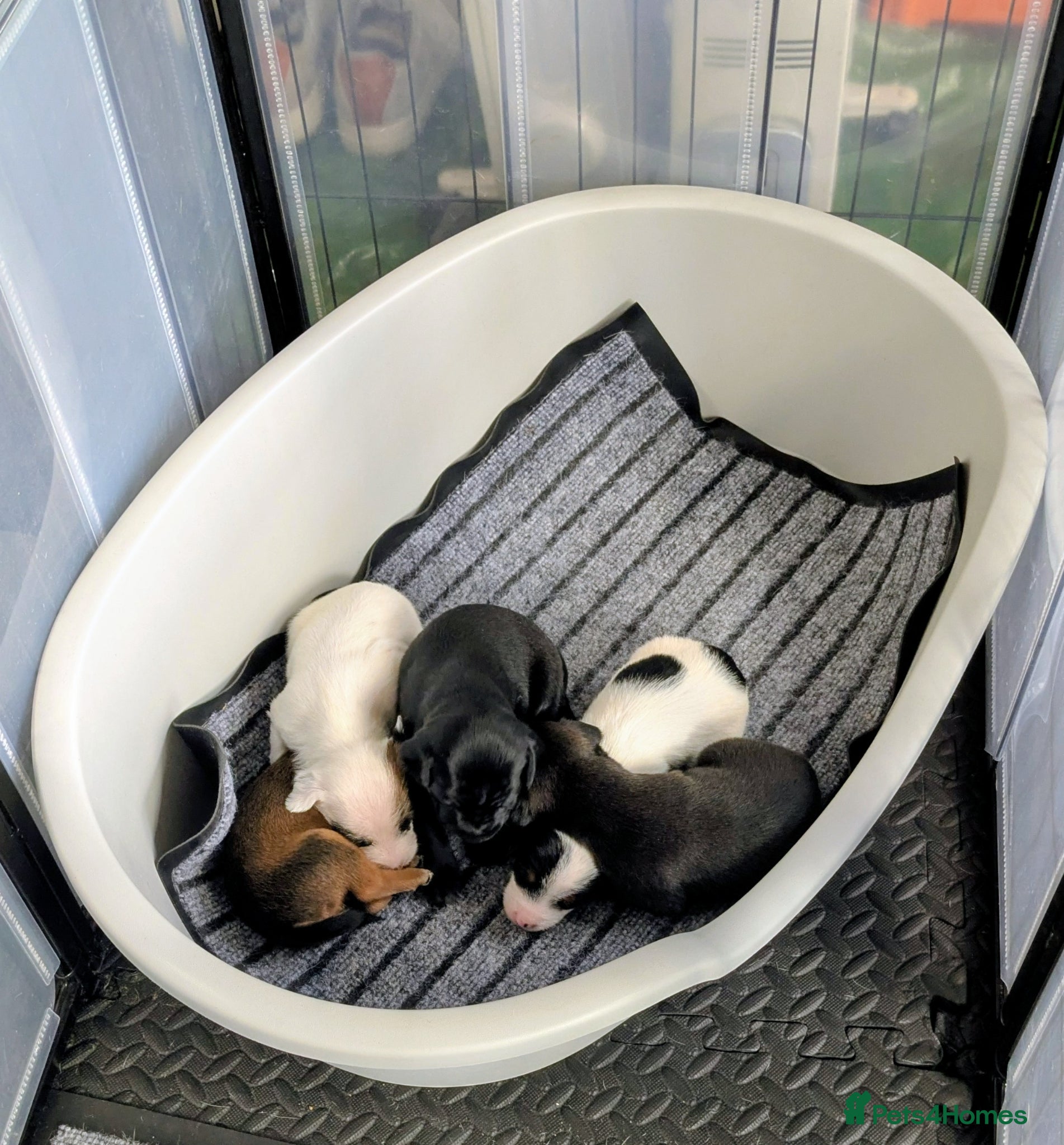 Mixed Breed dogs F1 jackain  - Advert 1