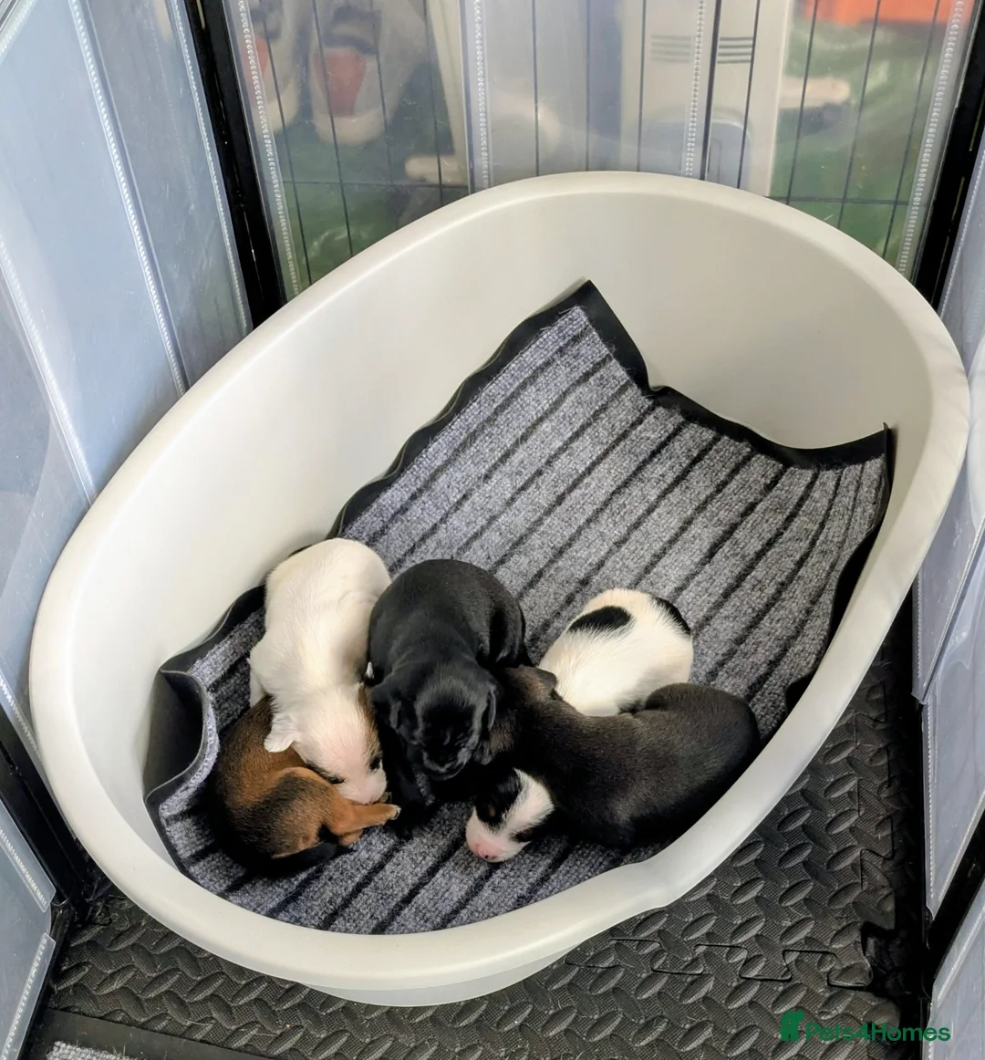 Mixed Breed dogs for sale: F1 jackain  - Advert 18