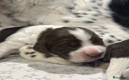 Sprocker dogs for sale: Beautiful sprockers  - Image 9