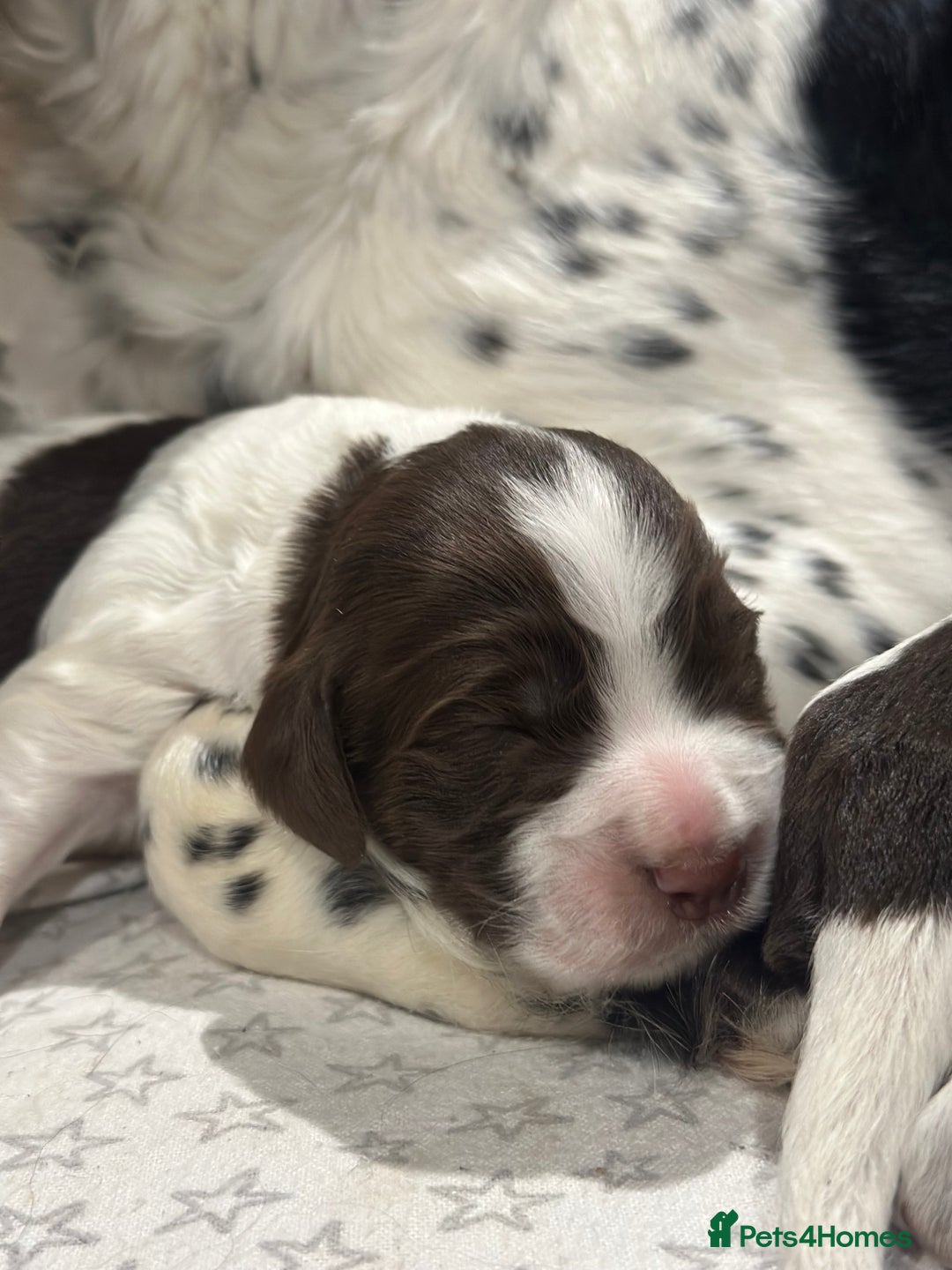 Sprocker dogs for sale: Beautiful sprockers  - Image 9