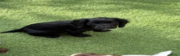 Cocker Spaniel dogs for sale: Working Cocker Spaniels - excellent blood line  - Advert 3