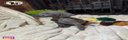 Weimaraner dogs for sale: 🐾KC Registered Blue & Silver Weimaraner Puppies🐾 - Advert 13
