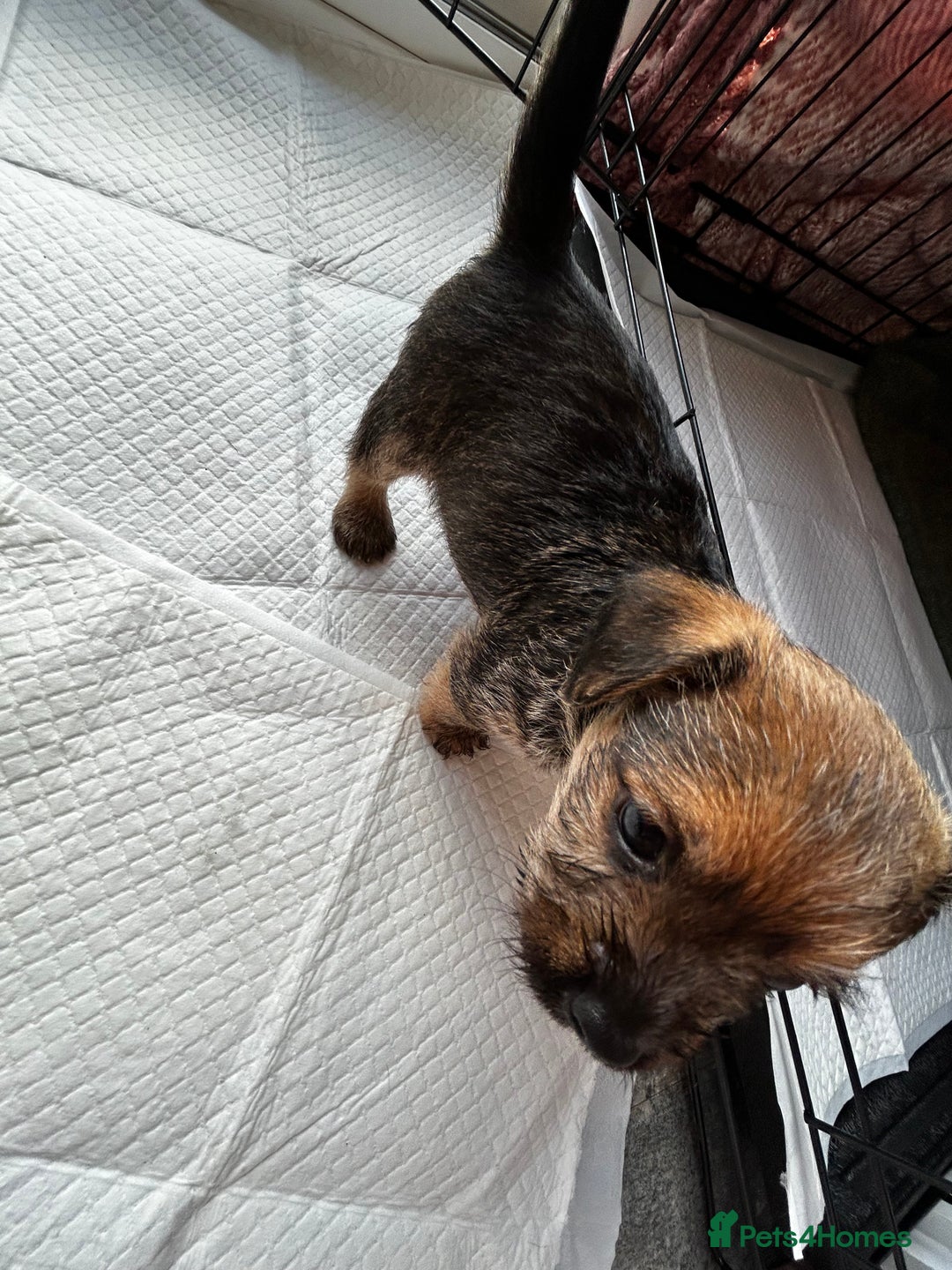 Mixed Breed dogs for sale: Mixed border terrier girl  - Advert 3
