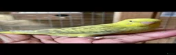 Budgerigars birds for sale: Baby Budgies, Adult Budgies, and Cockatiels  - Advert 9