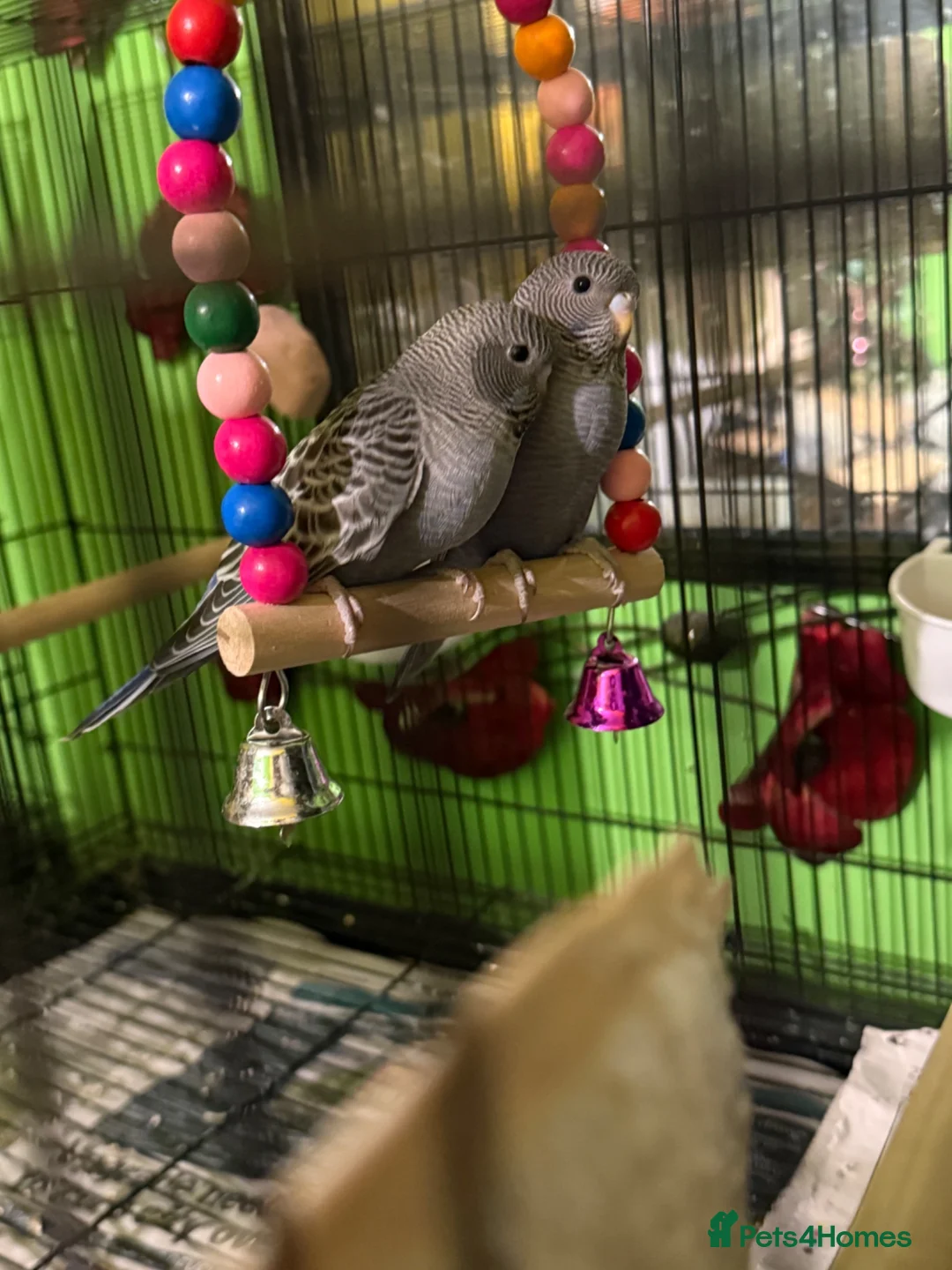 Budgerigars birds for sale: Bf/bw baby budgies  - Advert 2