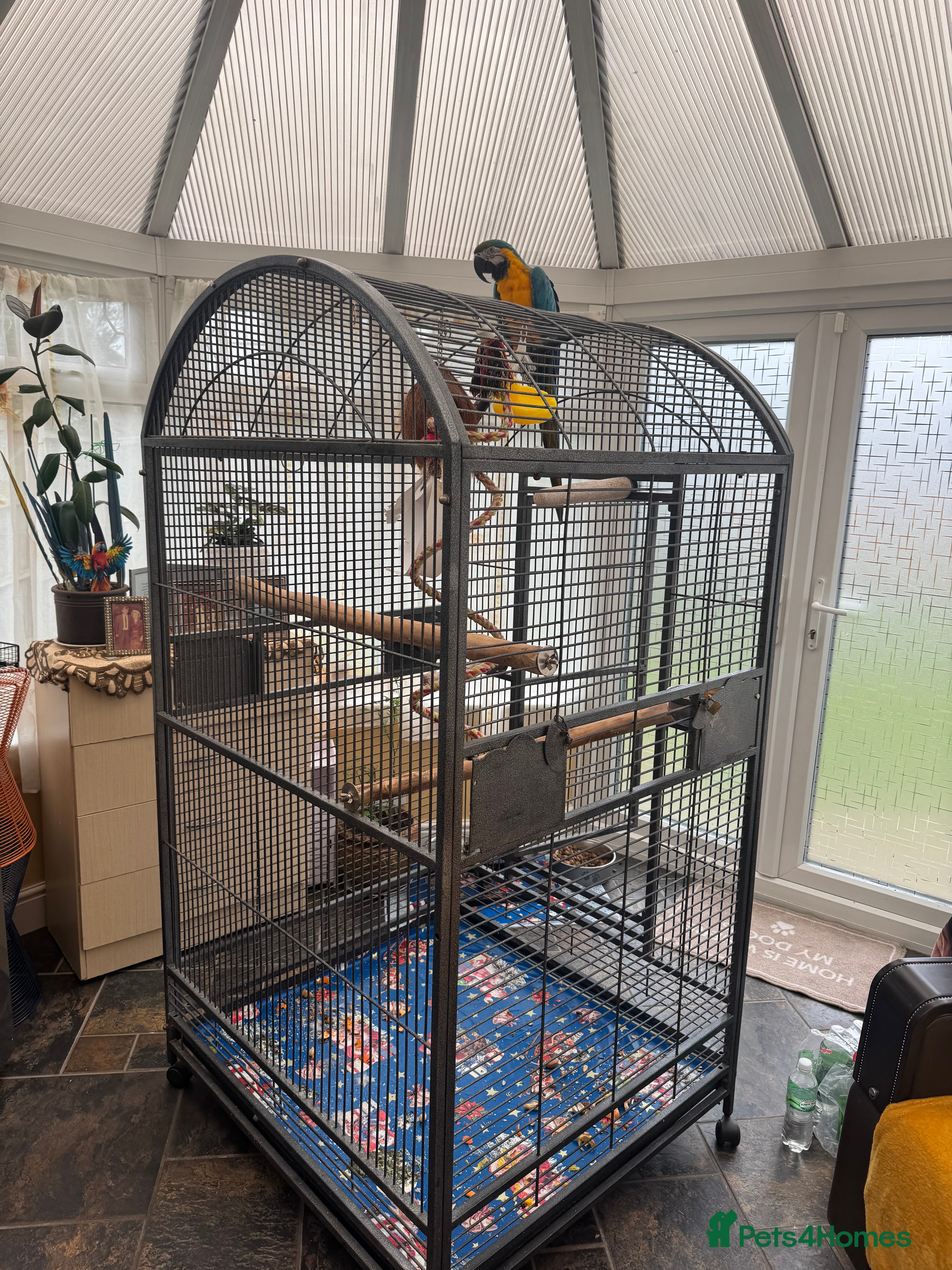 Parrots birds Macaw - Advert 17