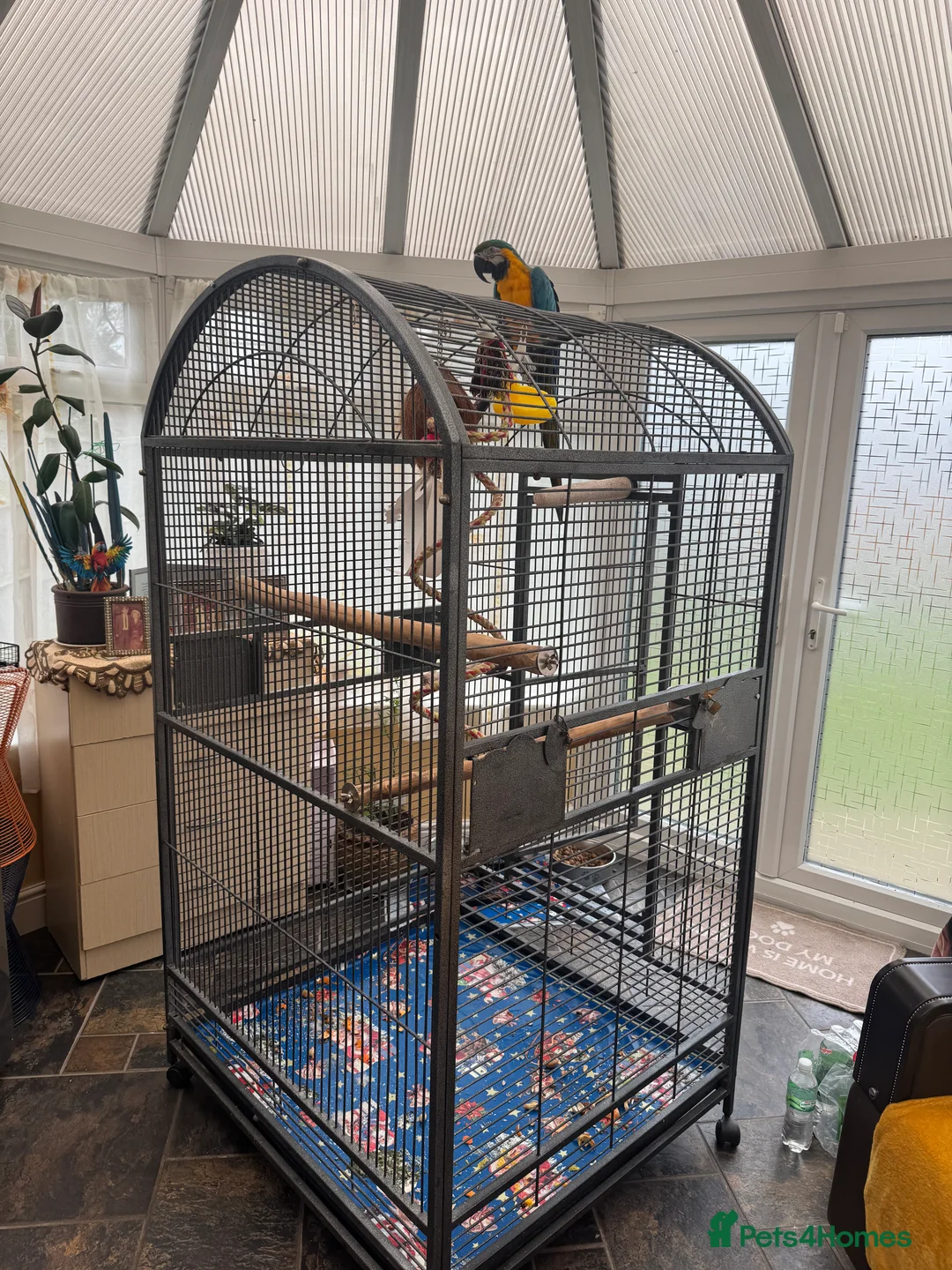 Parrots birds for sale: Macaw - Advert 1