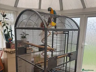 Parrots birds Macaw - Advert 17