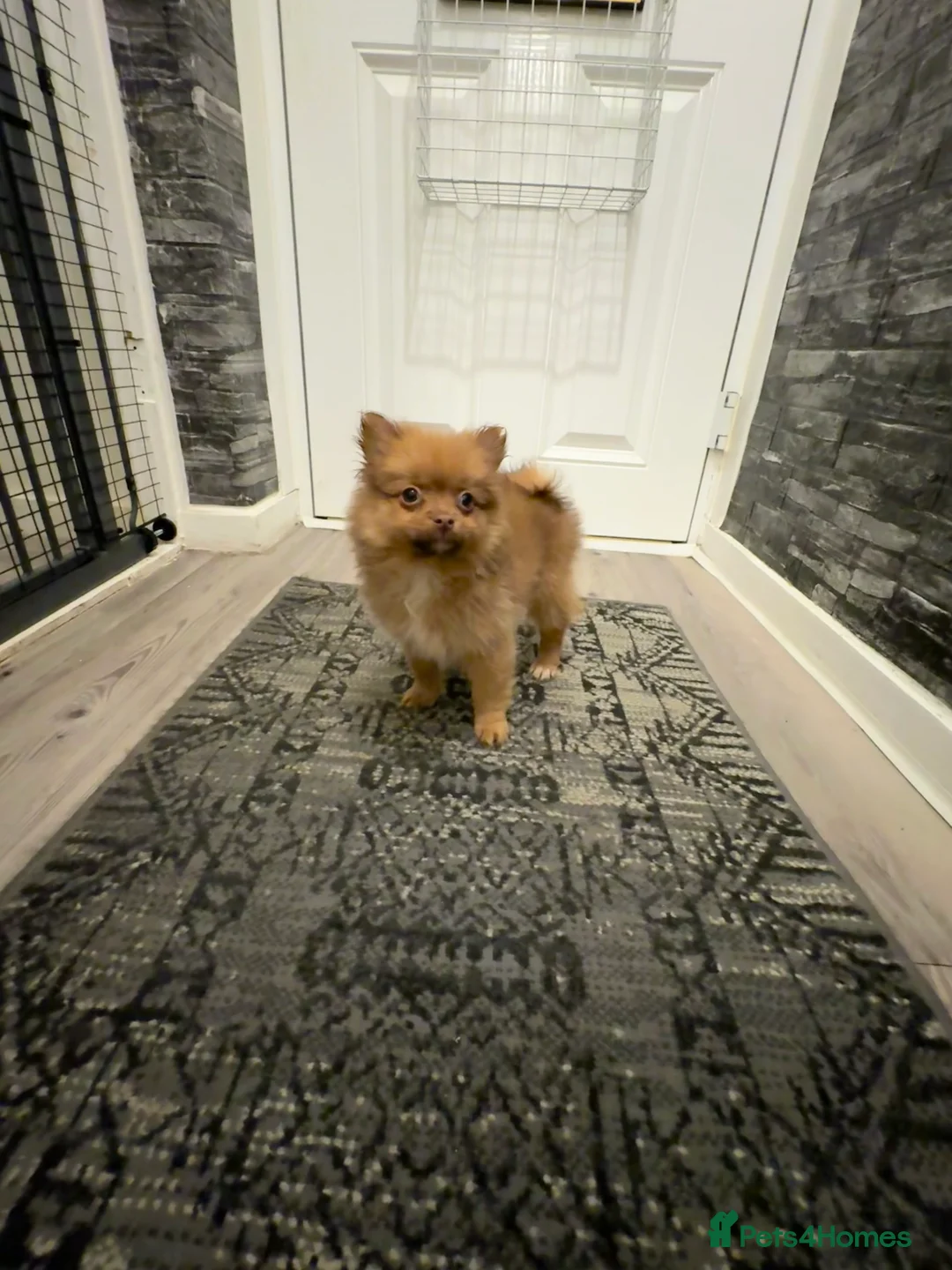 Pomeranian dogs for sale: ✨🐶One BOY Adorable Pomeranian Puppy 🐶✨ - Advert 17