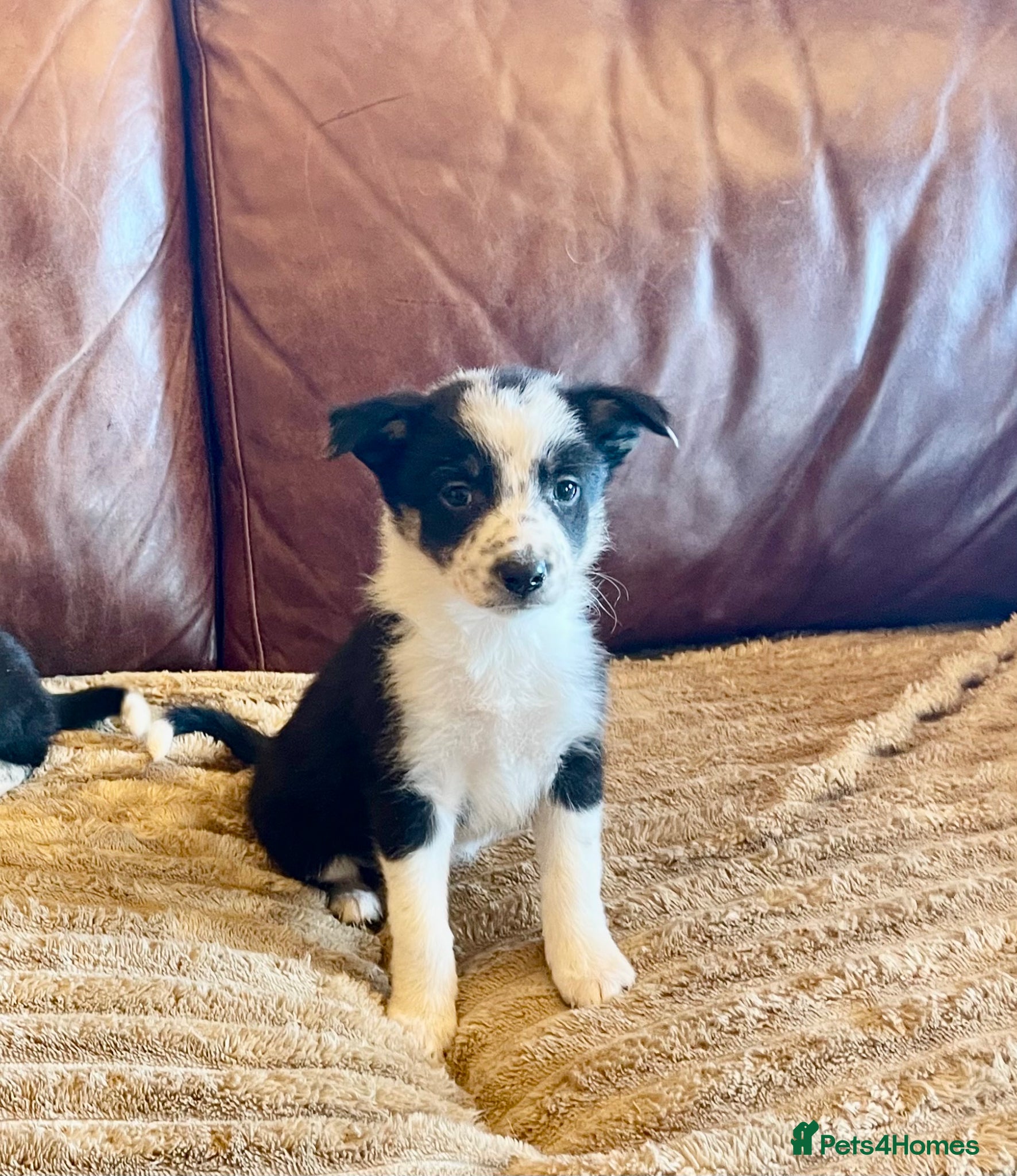 Border Collie dogs Border collies pups stop and have a look at these - Advert 1