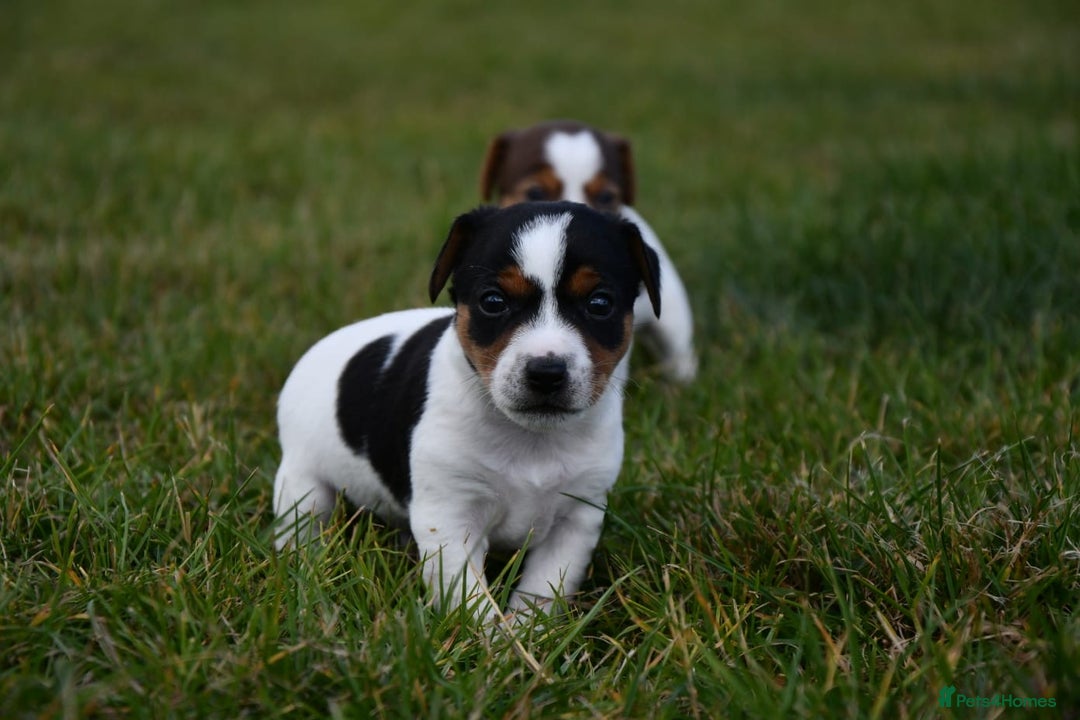 Jack Russell dogs for sale: Jack Russel puppies for sale  - Image 2