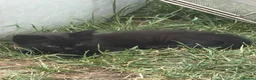 Mixed Breed cats for sale: Black and white kittens  - Advert 7