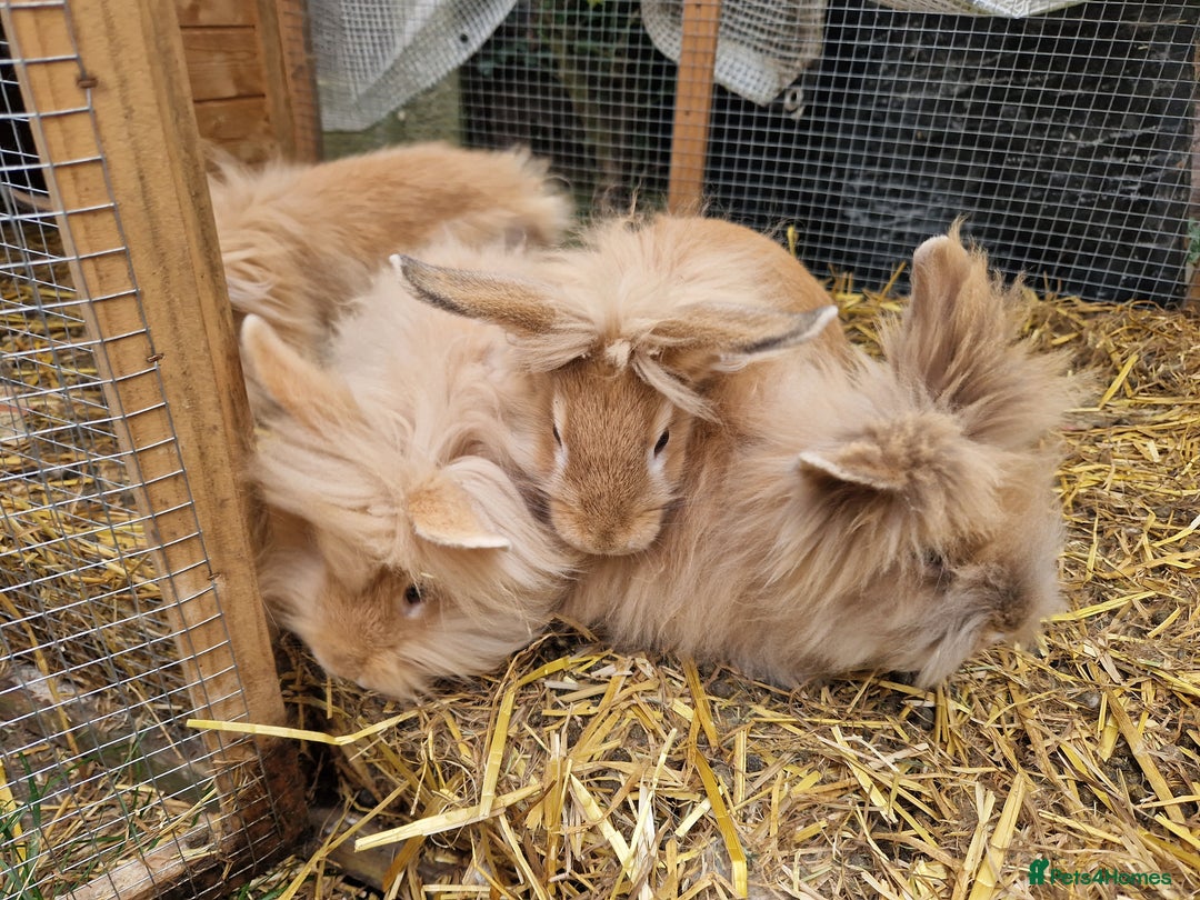 Lionhead rabbits for sale: Lovely ginger lionheads 3 girls 1 boy available - Image 4