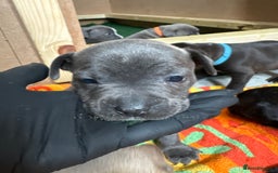 Staffordshire Bull Terrier dogs for sale: Blue Staffordshire bull terrier pups  - Image 19
