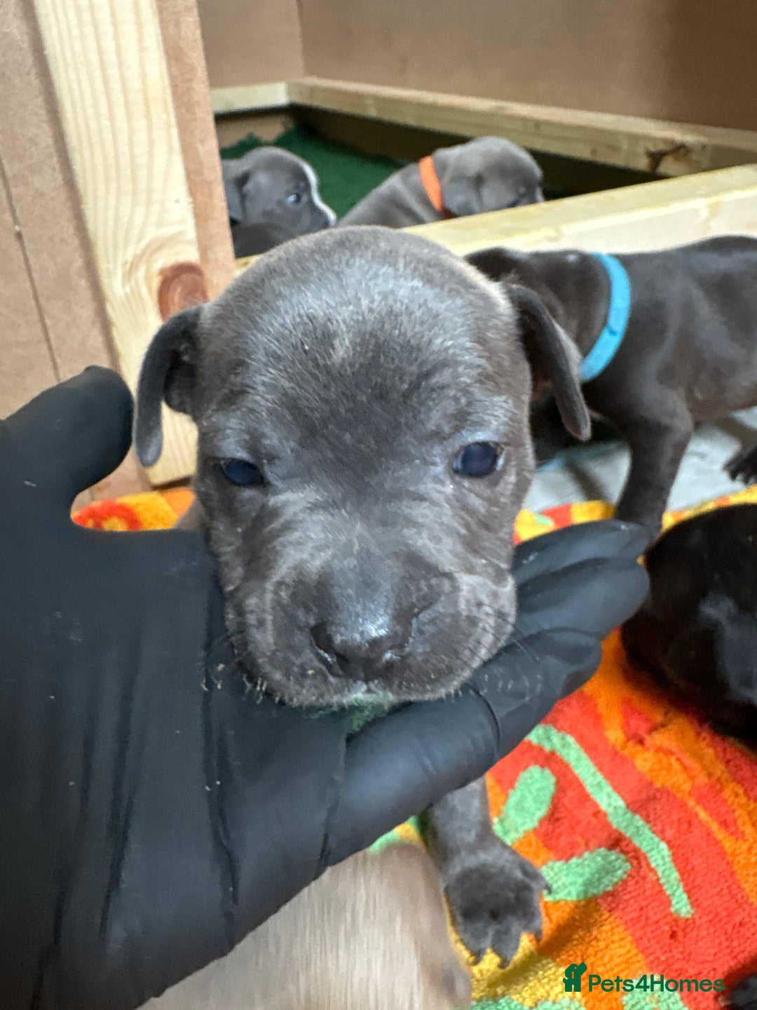 Staffordshire Bull Terrier dogs for sale: Blue Staffordshire bull terrier pups  - Image 19