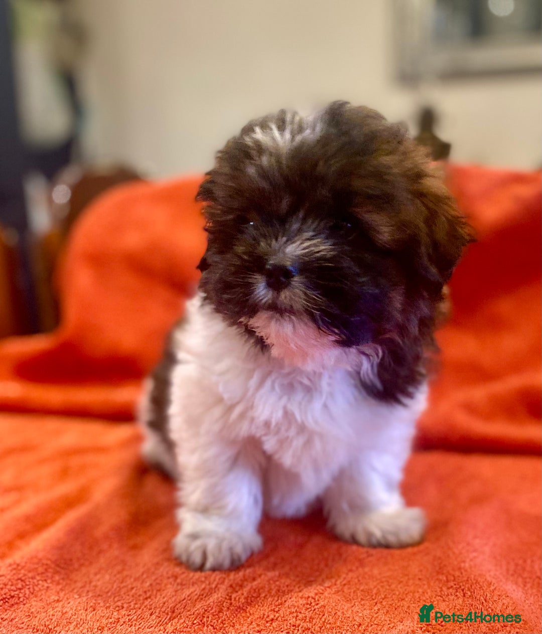 Shihpoo dogs for sale: ADORABLE SHIPOO PUPPIES - Advert 11