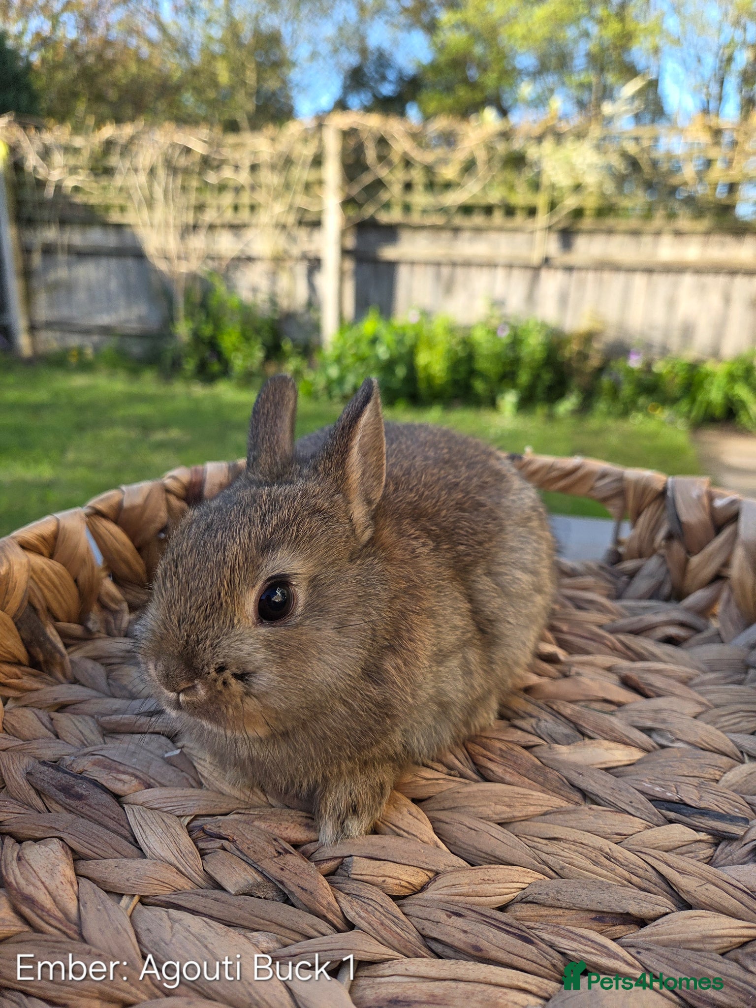 Netherland Dwarf rabbits Purebred Netherland Dwarf - Advert 2