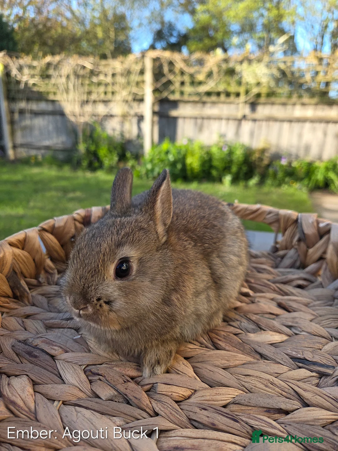 Netherland Dwarf rabbits for sale: Purebred Netherland Dwarf - Advert 1