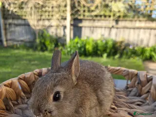 Netherland Dwarf rabbits Purebred Netherland Dwarf - Advert 2