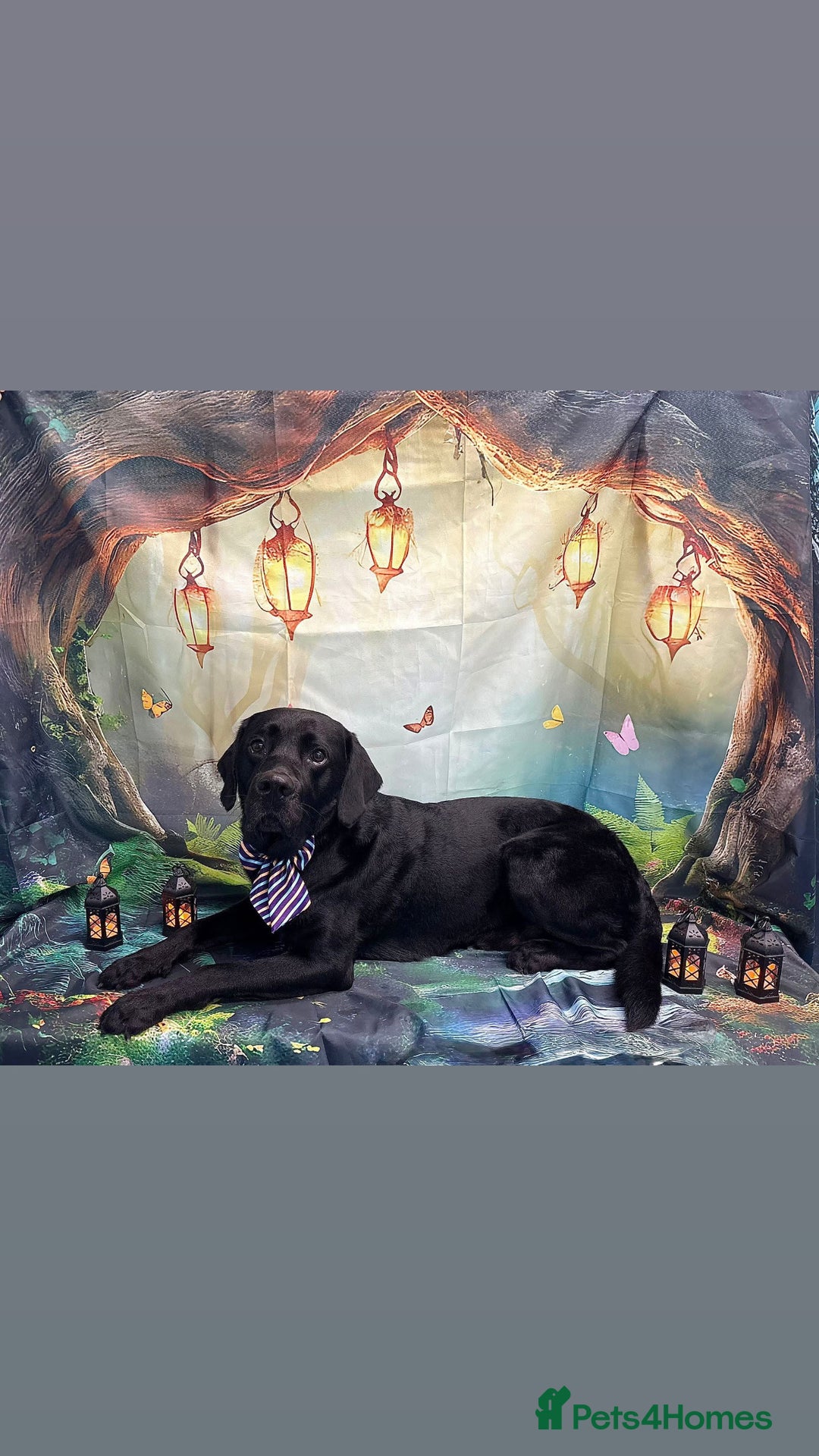 Labrador Retriever dogs for stud: Stud Labrador  - Advert 7