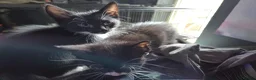Mixed Breed cats for sale: 5 gorgeous Nebelung X British Tuxedo Shorthairs - Advert 11