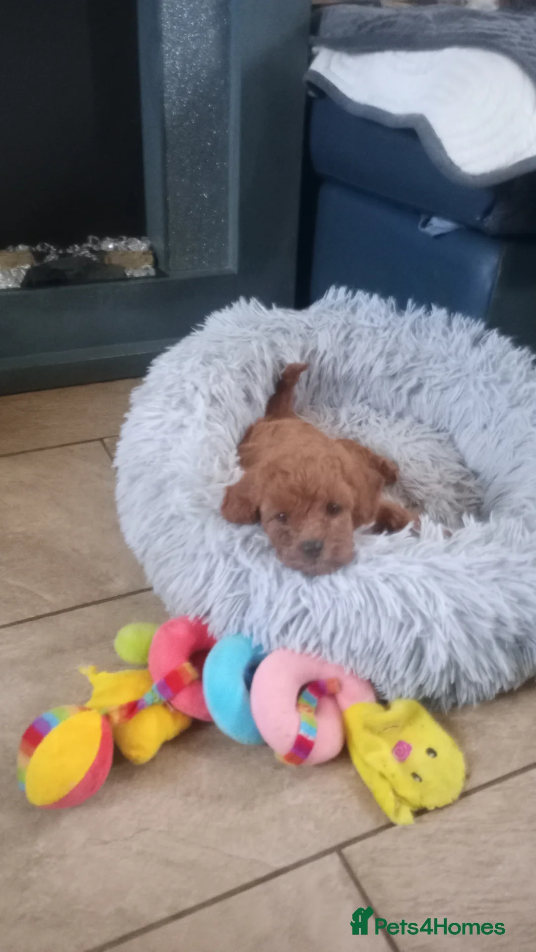 Cavapoo dogs for sale: F1 toy cavapoo girl  - Advert 2