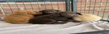 Cocker Spaniel 2