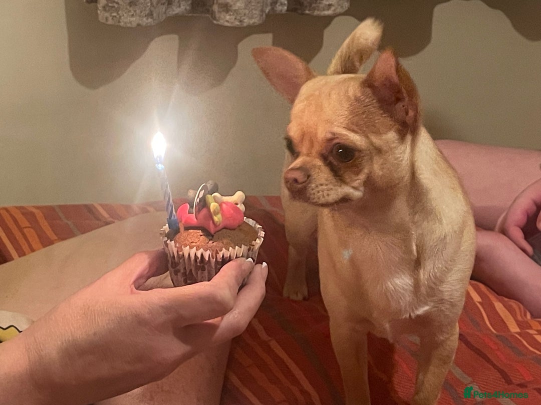 Chihuahua dogs for sale: 1year old loving  puppy who’s needs re homing  - Image 5