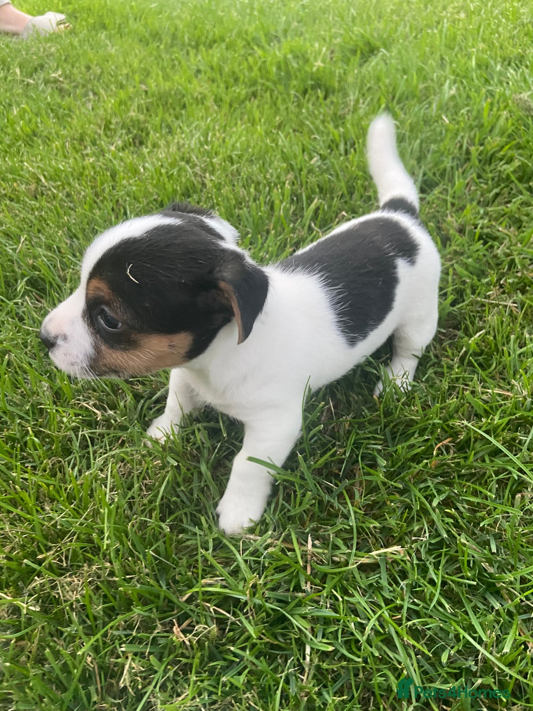 Jack Russell dogs for sale: Stunning small short legged Jack Russell puppies - Image 4
