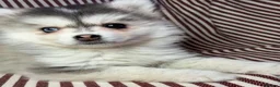 Pomsky dogs for sale: Reduced - Bi eyed silver wooly coat girl - Advert 3