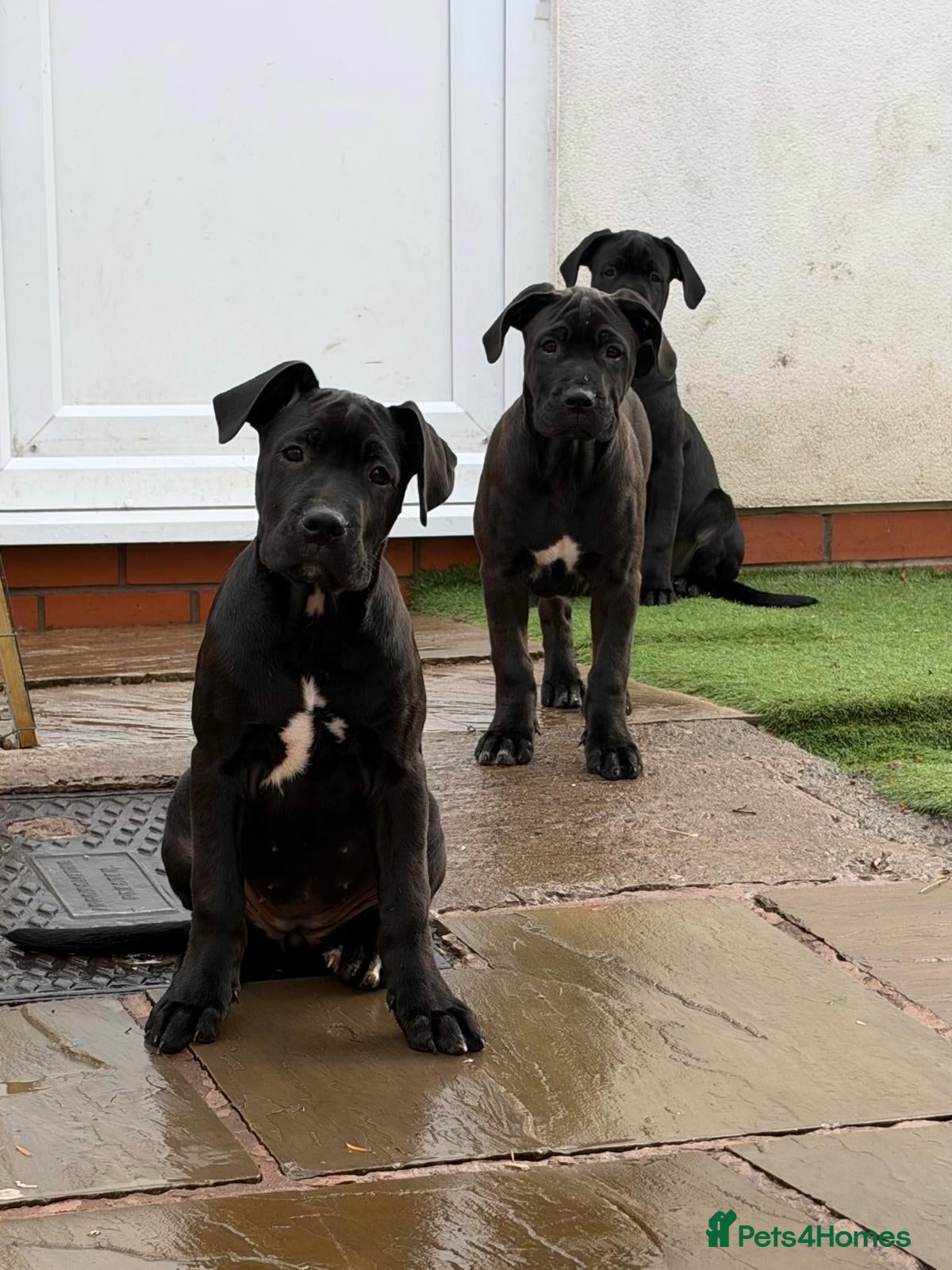 Cane Corso dogs for sale: 88% Cane Corso x 12% Malinois Pups (Ready NOW) - Advert 1