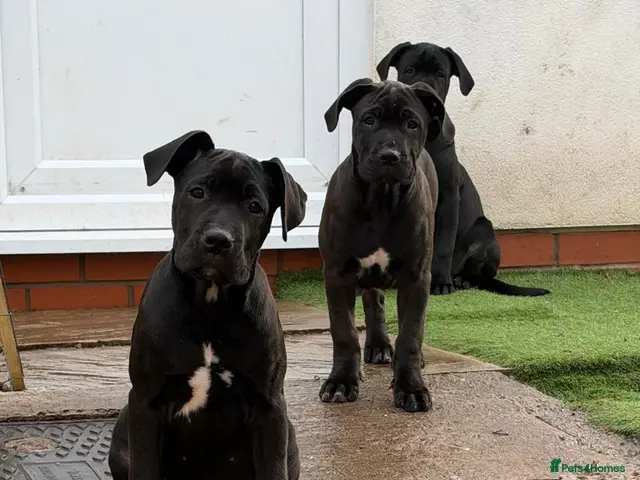 Cane Corso dogs for sale: 88% Cane Corso x 12% Malinois Pups (Ready NOW) - Advert 1