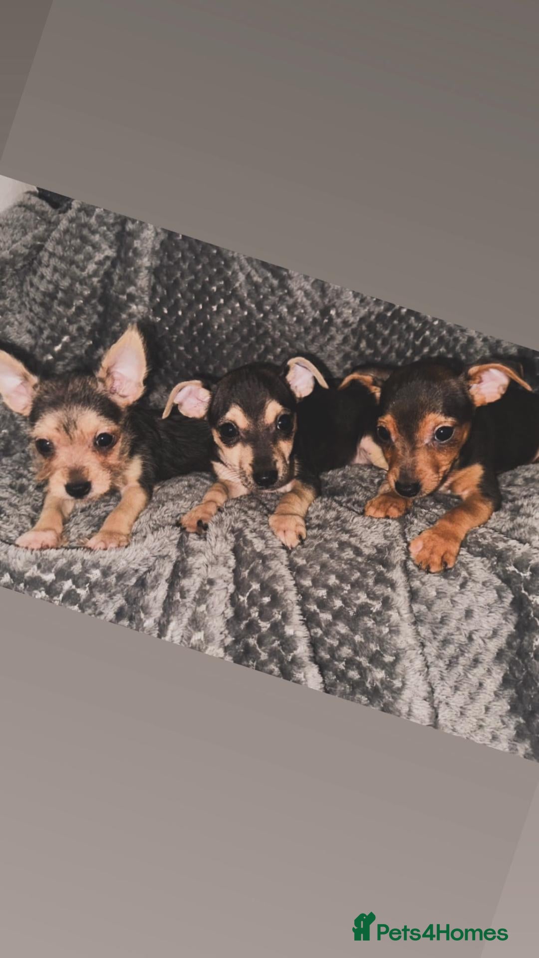 Mixed Breed dogs Chorkie - Advert 2