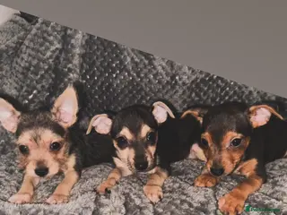 Mixed Breed dogs Chorkie - Advert 2