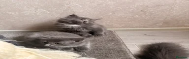 Ragcoon 3