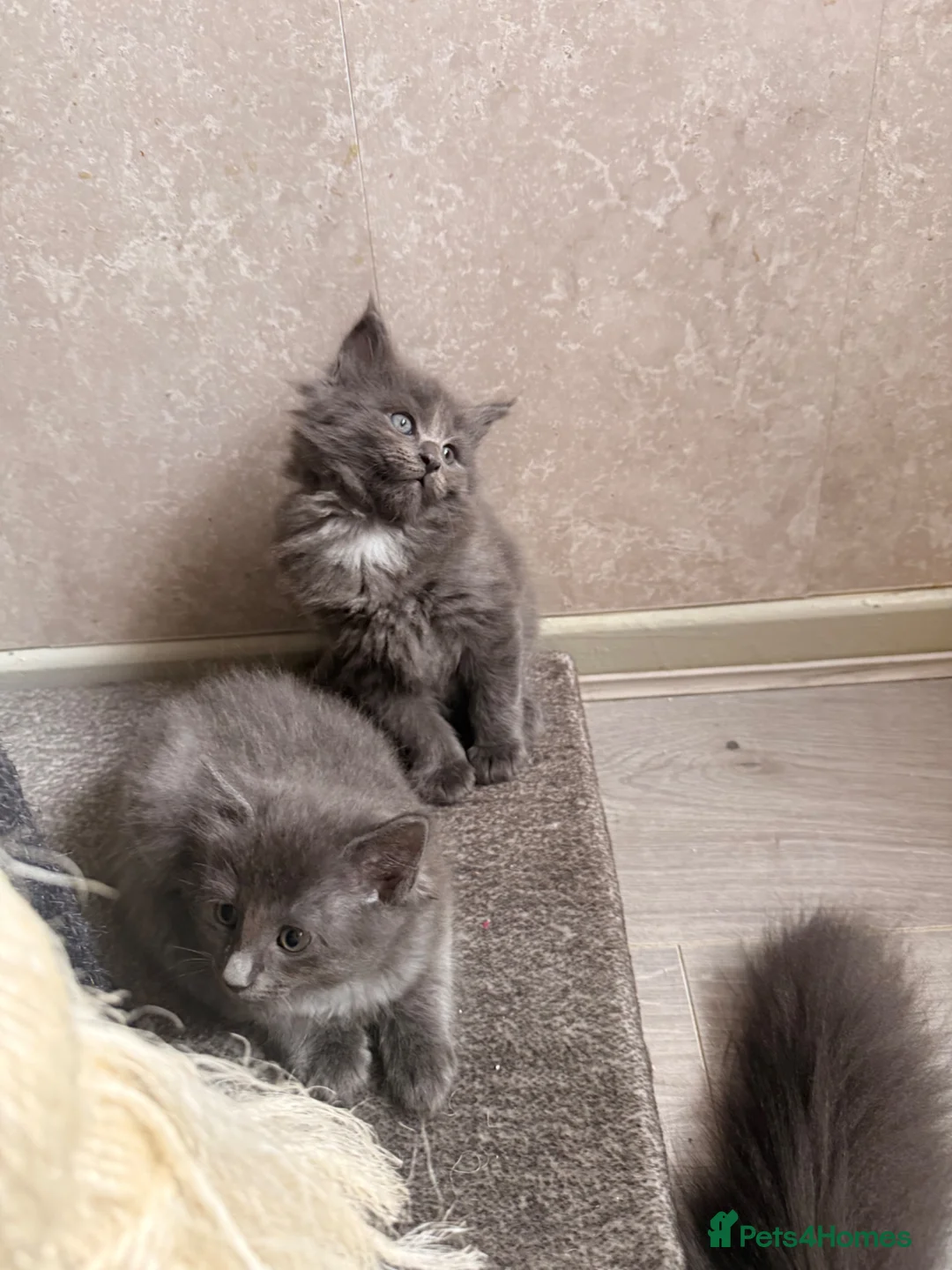 Ragcoon cats for sale: STUNNING BLUE RAGCOON FLUFFY KITTENS  - Advert 11