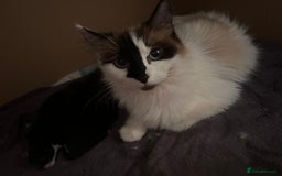 Ragdoll cats for sale: Ragdoll cross breed  - Image 5
