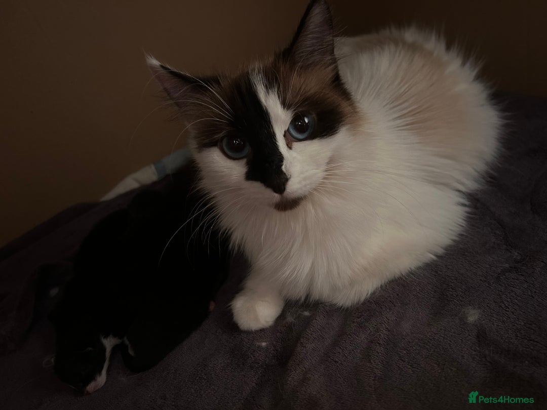 Ragdoll cats for sale: Ragdoll cross breed  - Image 5