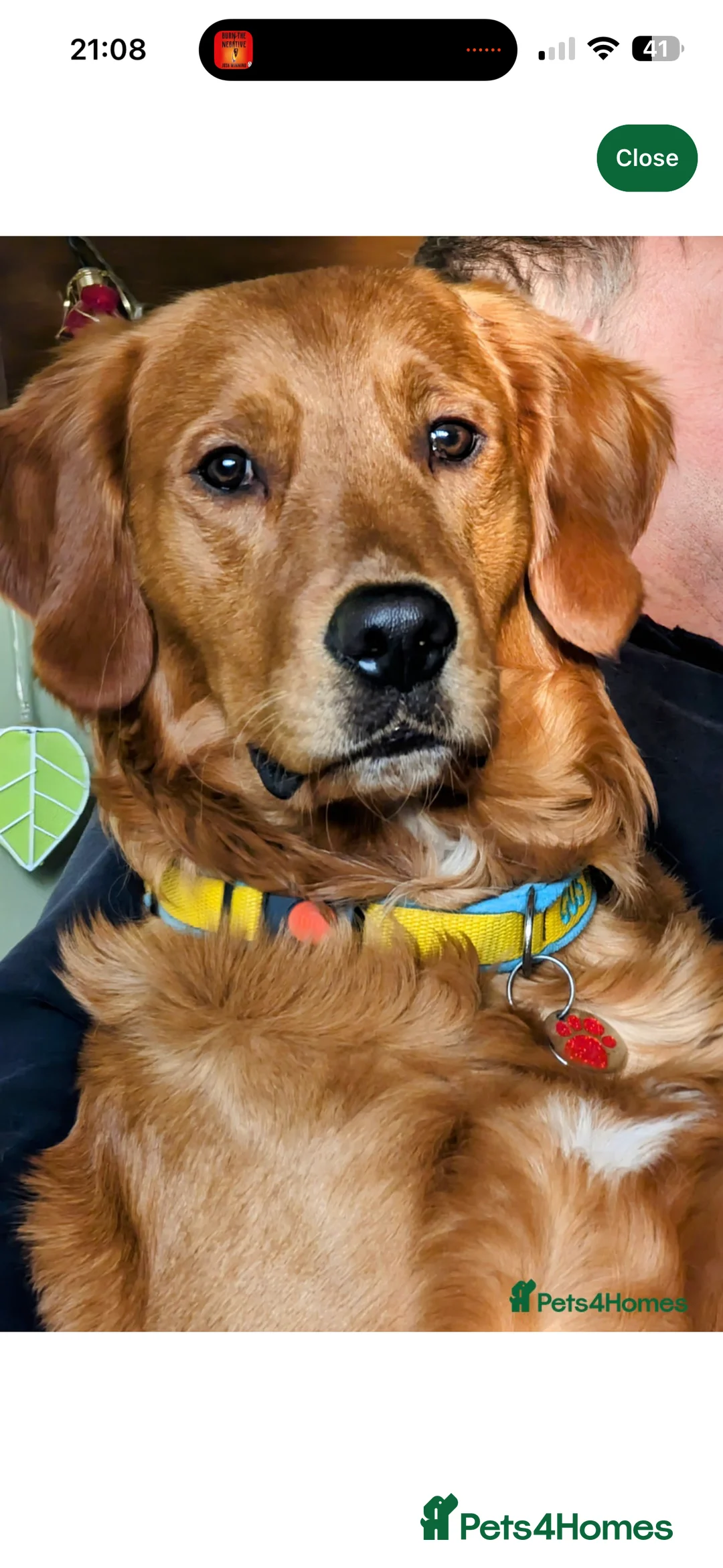 Golden Retriever dogs for sale: Champion lined KC REG GOLDEN RETRIEVER puppies - Advert 11