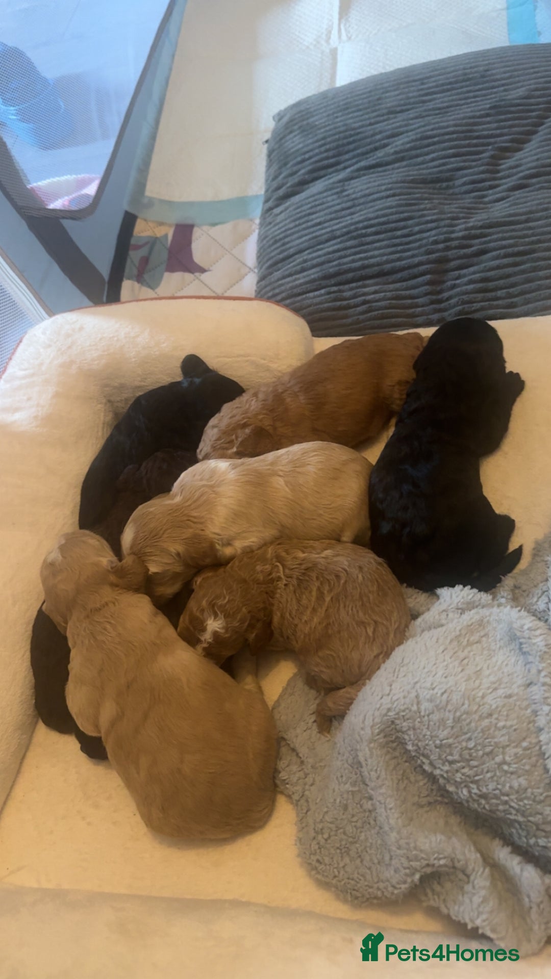 Mixed Breed dogs for sale: Litter off 8 girls f2 cockapoos  - Image 9