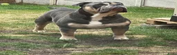 Olde English Bulldogge dogs for stud: 🔥OLDE ENGLISH BULLDOGGE STUD🔥 - Advert 1