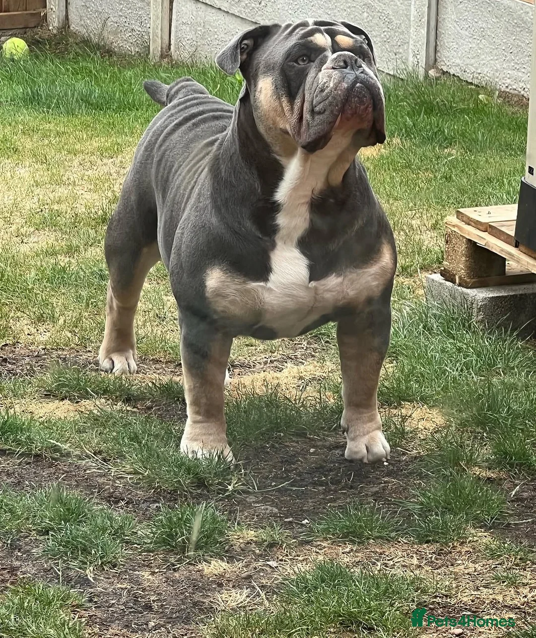 Olde English Bulldogge dogs for stud: 🔥OLDE ENGLISH BULLDOGGE STUD🔥 - Advert 1