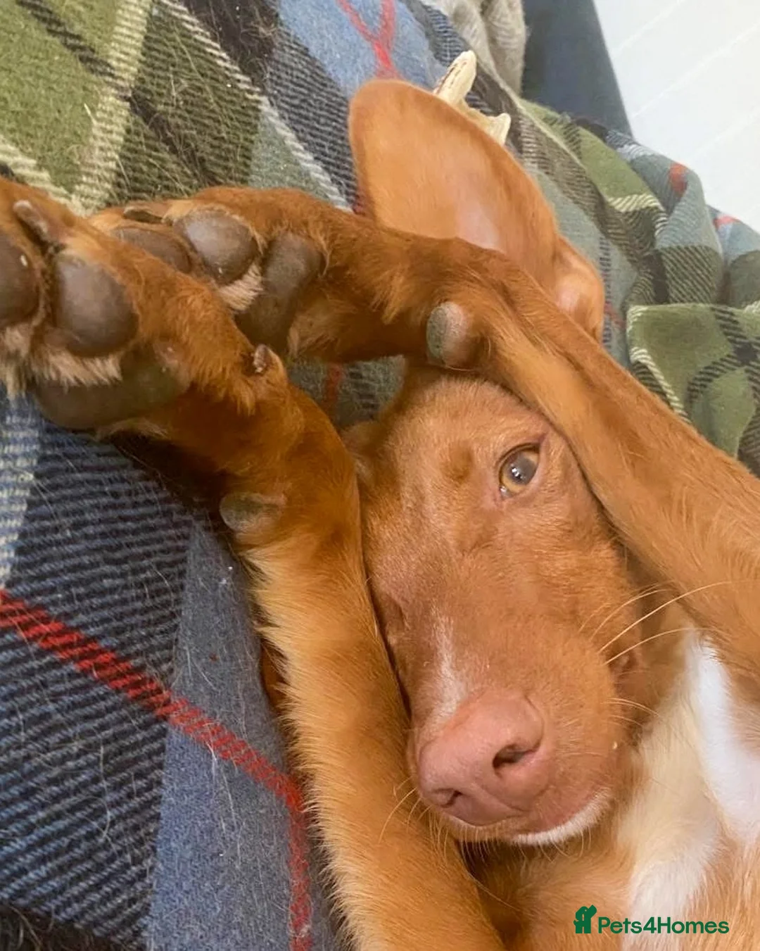 Ibizan Hound dogs for adoption: Pedro - foster or adoption considered  in Hungerford - Advert 10