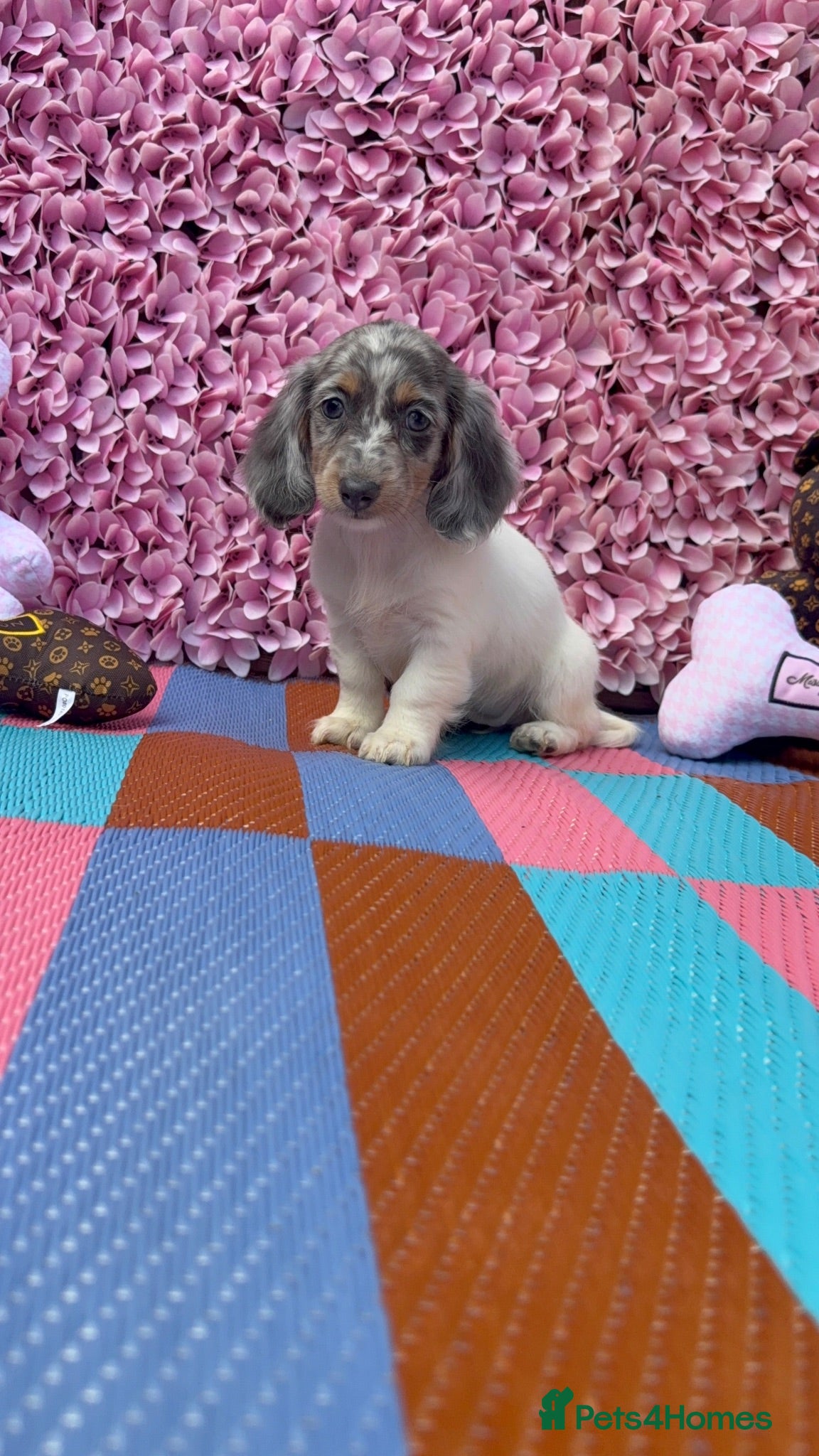 Miniature Dachshund dogs Miniature Daschund  - Advert 1