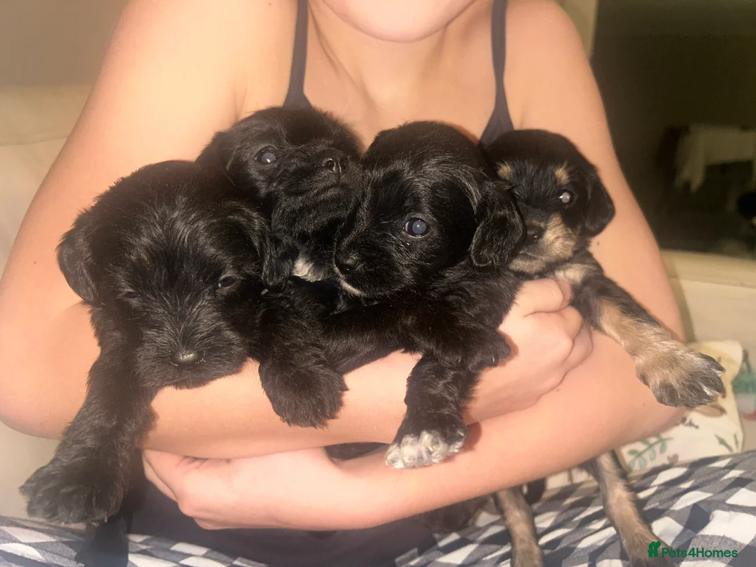 Mixed Breed dogs for sale: Schnoodles - Advert 1